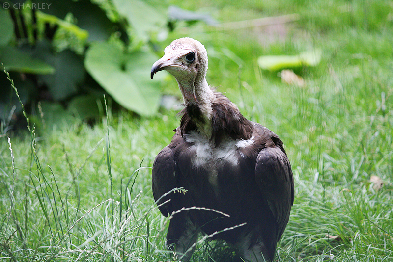 zoo-berlin2010 (51).jpg